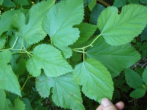 morus rubra ( murier rouge )